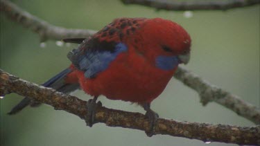 Crimson rosella on branch in rain, fly's off