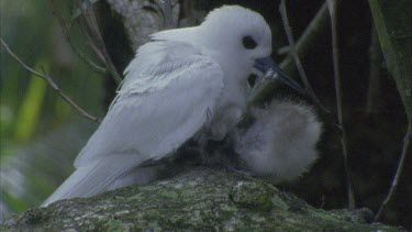 White tern trying to feed chick