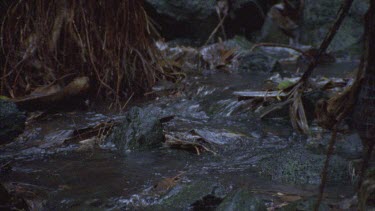 Creek in rainforest CU