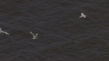 Red tailed tropic birds in flight, some courting behavior,