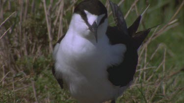 sooty tern on the ground preening