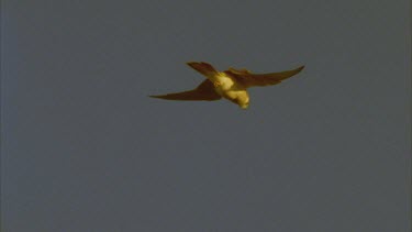 Kestrel hovering in wind