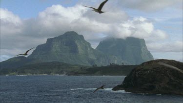 many sooty terns in FG on Roach Island Lord Howe Island in BG