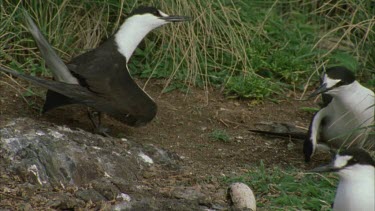 sooty terns courting or territorial behavior on the ground