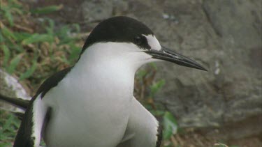 sooty tern on the ground