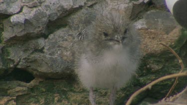 sooty terns with chick chirping mouth open