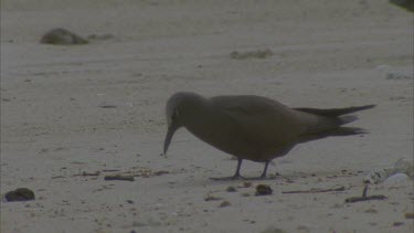 on sandy beach feeding