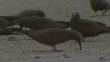 Group of birds on beach, sitting, individual preening, CU's and wide shots