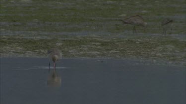birds feeding in shallow water