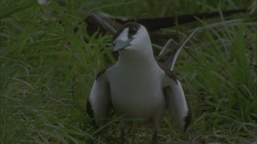 sooty tern adults with chicks in vegetation