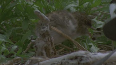 sooty tern adult followed by chick