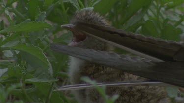 sooty tern adult with chick