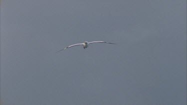 masked booby in flight