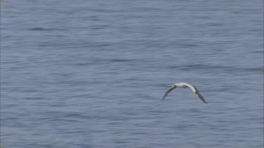 masked booby in flight