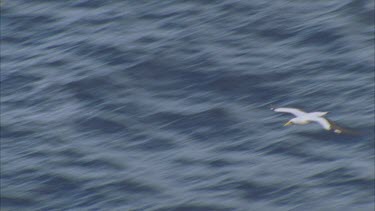 masked booby in flight