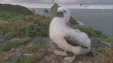 masked booby large chick