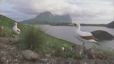 masked booby on rock Lord Howe in BG