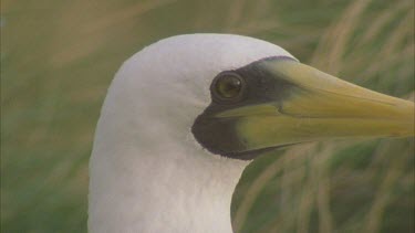 adult portrait