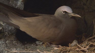 Noddie Common on nest in small cave