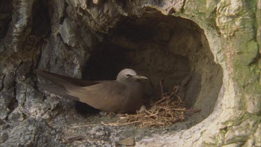 Noddie Common on nest in small cave