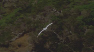 masked booby in flight