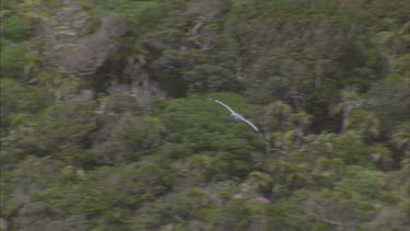 masked booby in flight