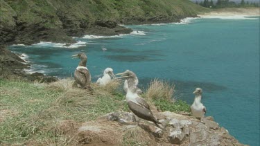 Group of adult and young masked boobies on the ground in colony