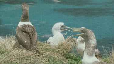 Group of adult and young masked boobies on the ground in colony