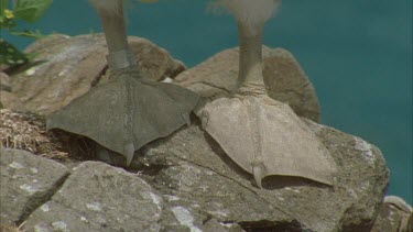 Webbed feet of booby showing band on leg tilt up to head and back down