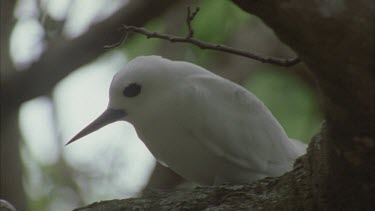 white tern in tree on egg