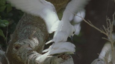 white terns mating on branch of tree