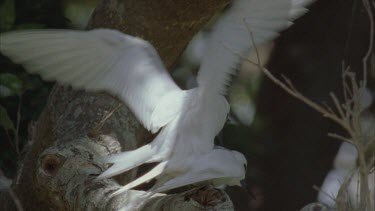 white terns mating on branch of tree