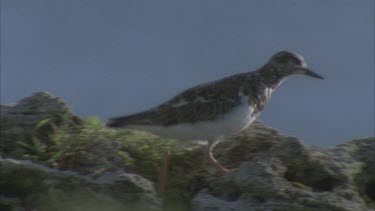 Plover walking thru colony of sooty terns