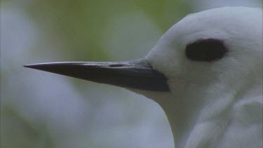 adult head portrait