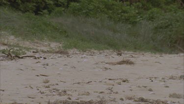 tumbleweed blows across sand
