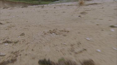 tumbleweed blows across sand