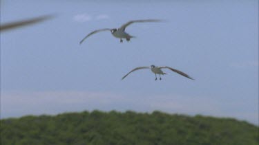 birds soaring in sky