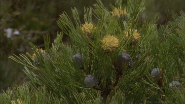 Hakea flower and nuts