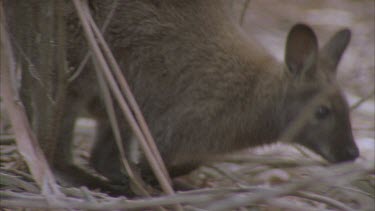 wallaby hops away