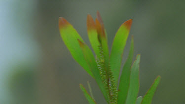 Hakea heath plant leaves