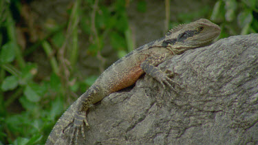 dragon lizard at waters edge basking opening mouth and puts tongue out