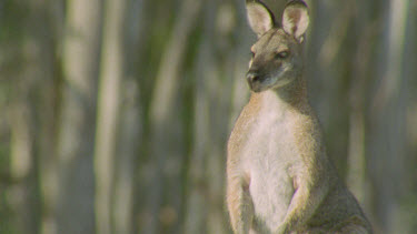 wallaby grazing among the grass looking at camera