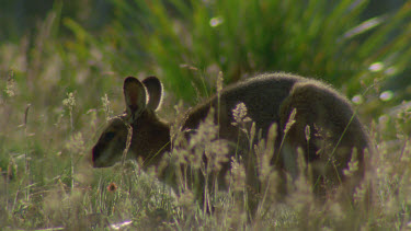 wallaby grazing among the grass looking at camera
