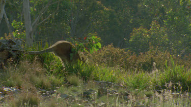 wallaby leaping through the undergrowth