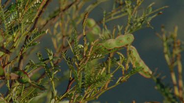 seed pods of Acacia