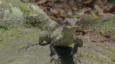 dragon lizard head shot and climbs on rock