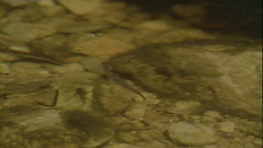 baby fish in clear pool