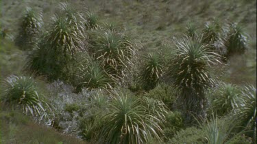 Pandani heath plants