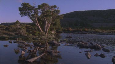 king Billy pines with water and rocks