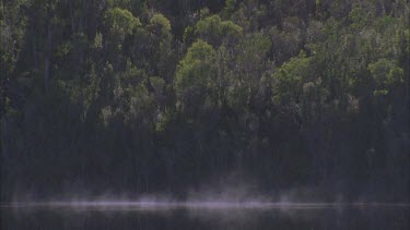 lake with mist rising off the surface swallows diving through